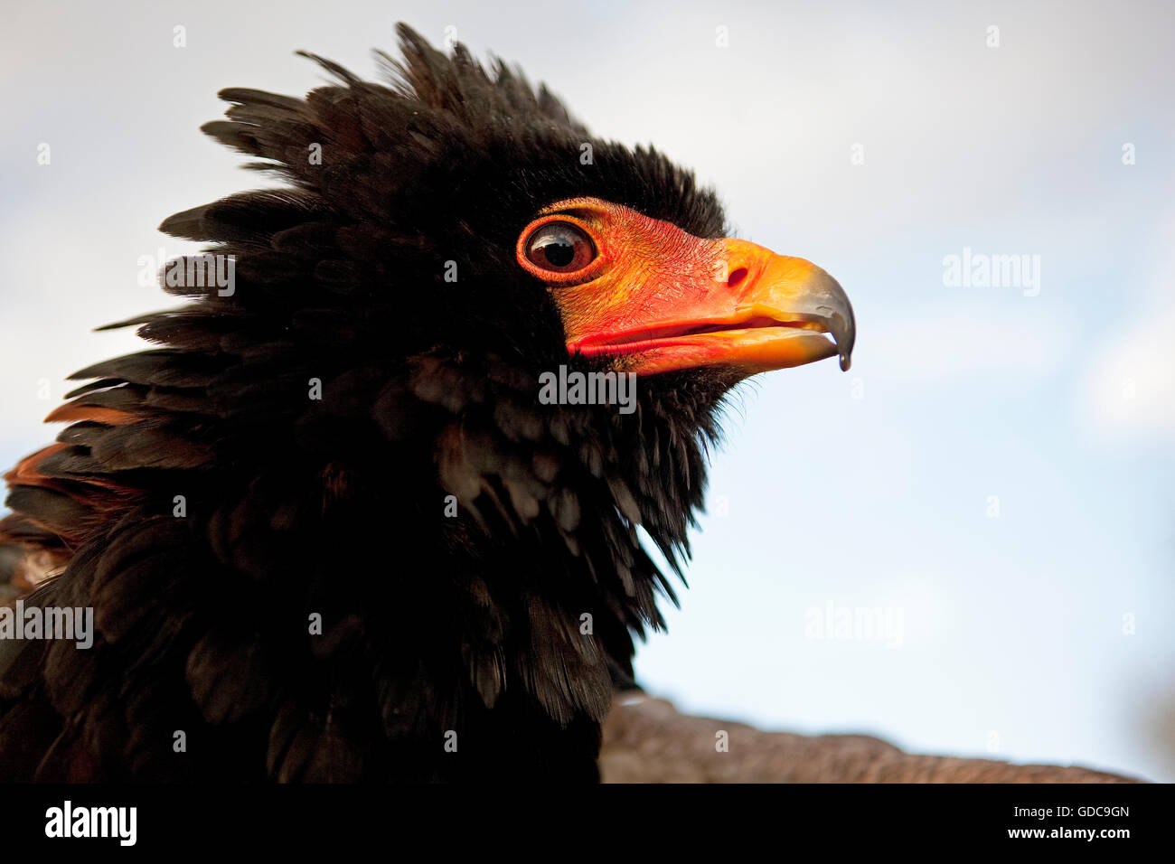 Aquila BATELEUR terathopius ecaudatus, adulto, close-up di testa Foto Stock