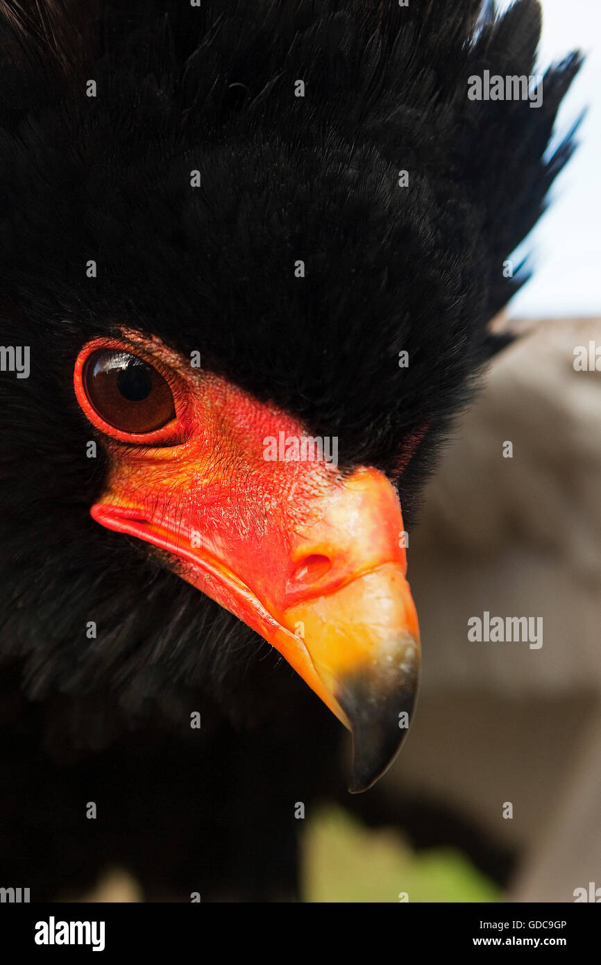 Aquila BATELEUR terathopius ecaudatus, becco di close-up di pazienti adulti Foto Stock
