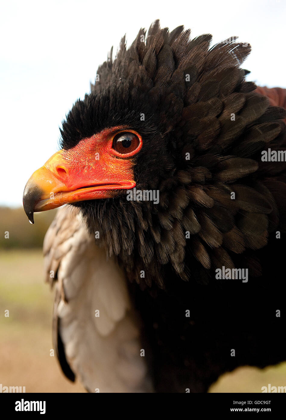Aquila BATELEUR terathopius ecaudatus Foto Stock