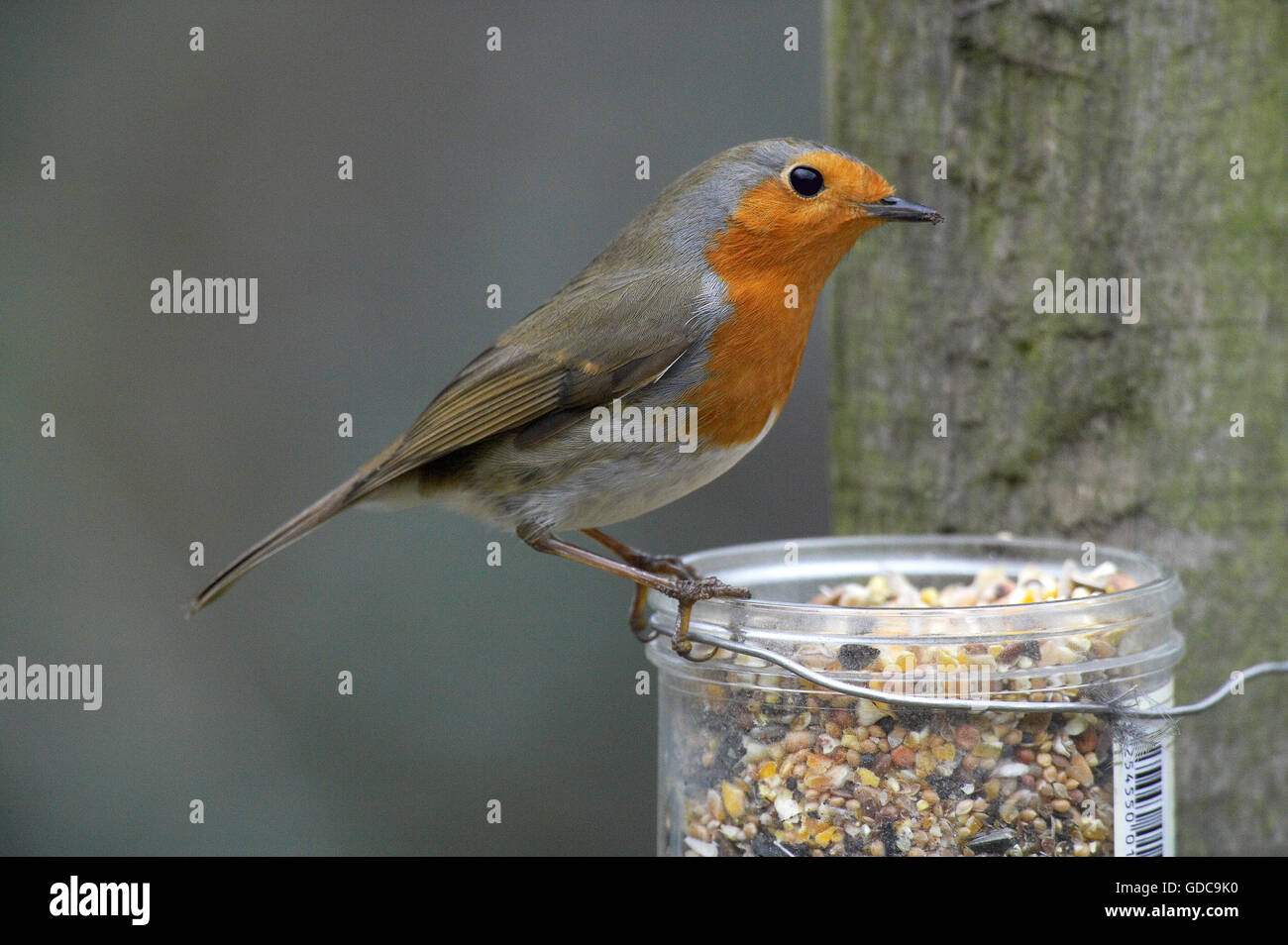Unione Robin, erithacus rubecula, adulto in trogolo, Normandia Foto Stock