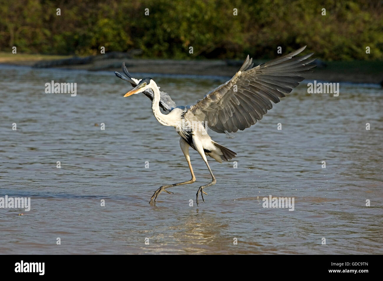 White-Necked Heron, ardea cocoi, adulti in volo, Los Lianos in Venezuela Foto Stock