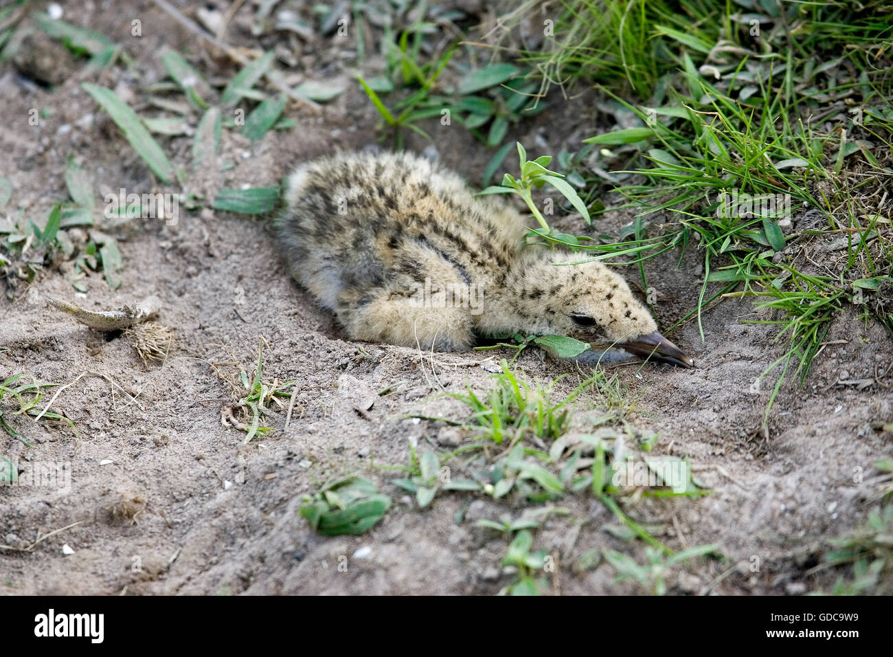 SKIMMER NERO rynchops niger, Chick nel nido, LOS LIANOS IN VENEZUELA Foto Stock