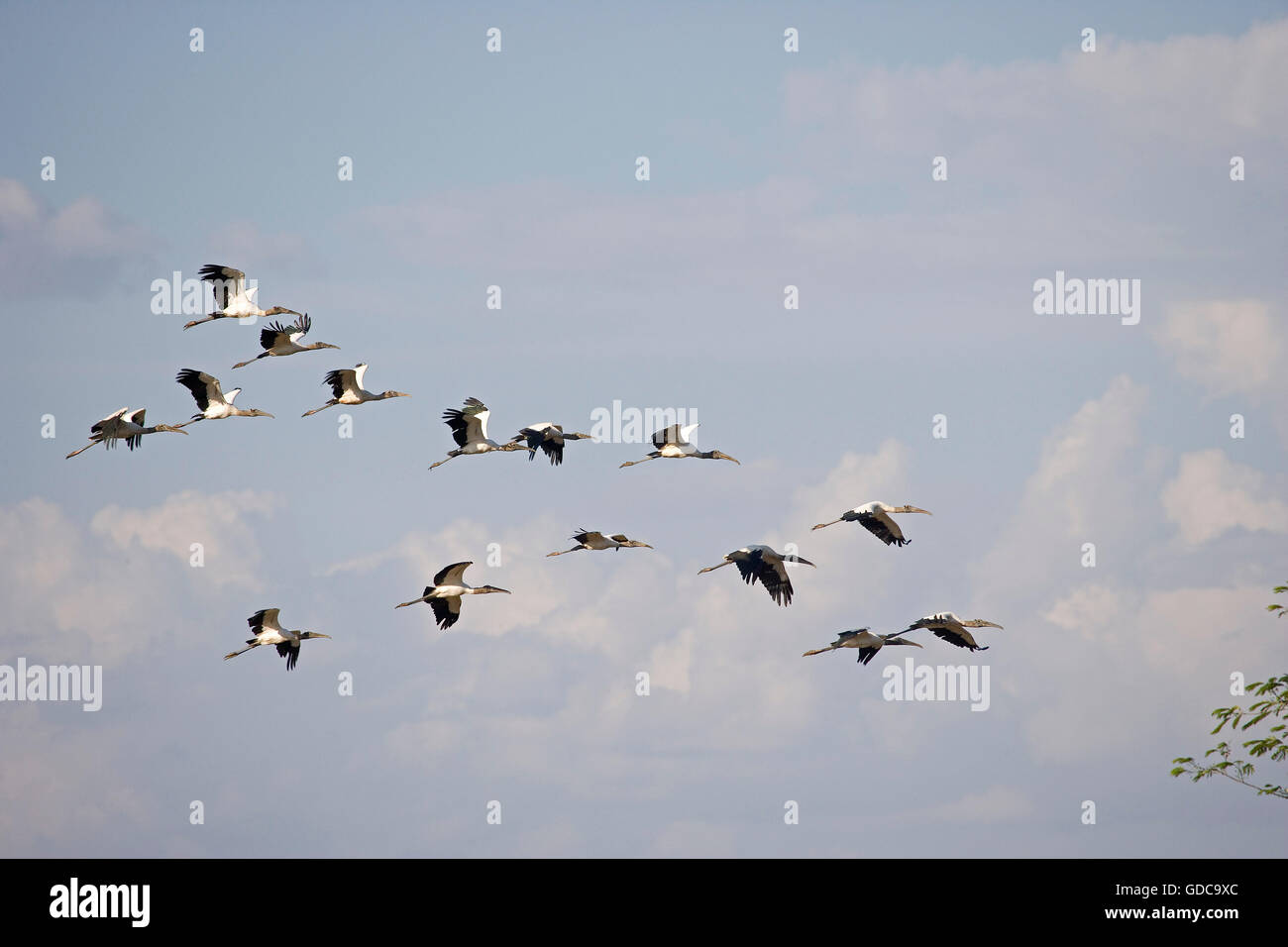 Il legno di Cicogna, mycteria americana, Gruppo in volo, Los Lianos in Venezuela Foto Stock