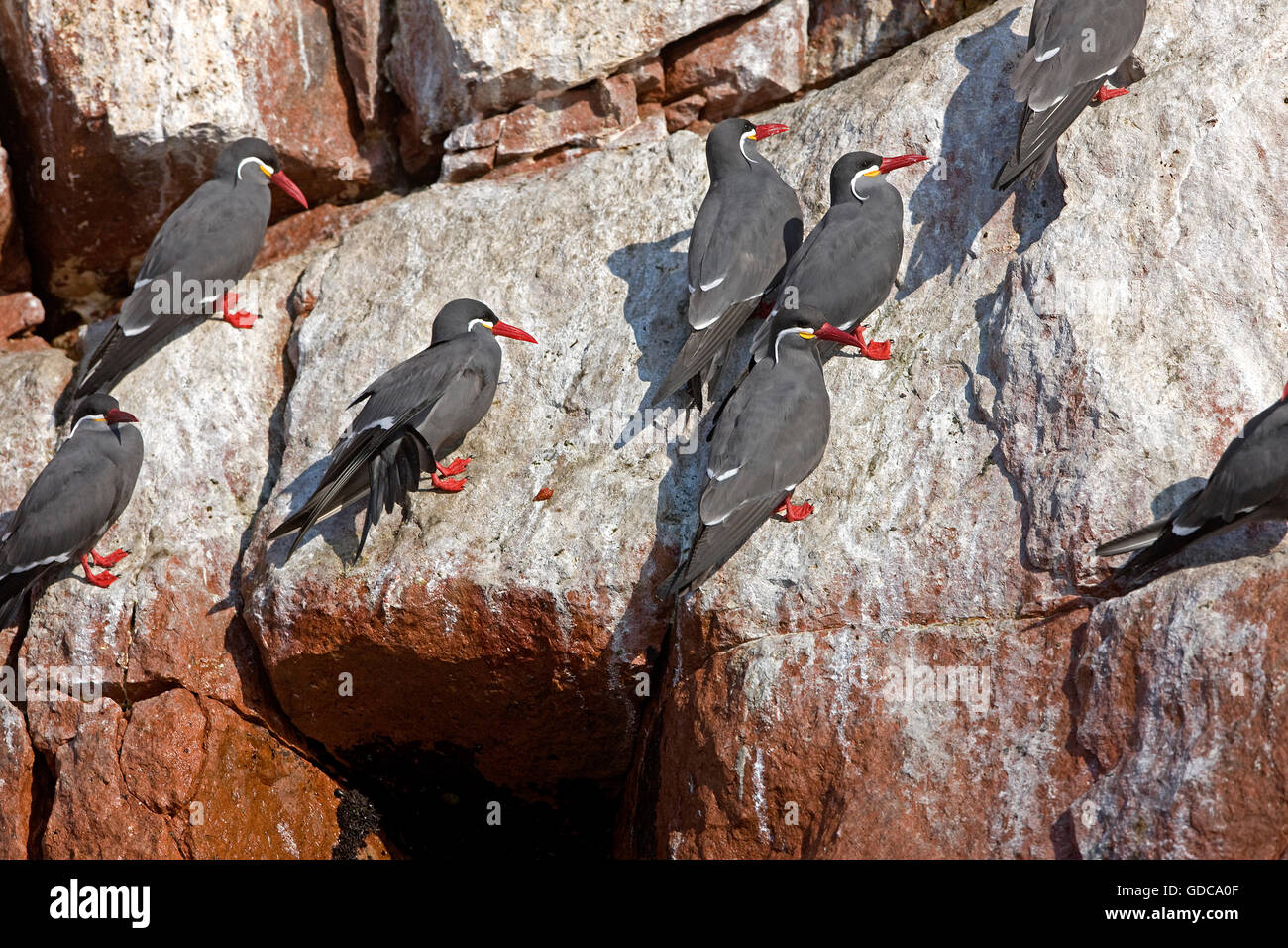 INCA TERN larosterna inca, Isole Ballestas IN PARACAS NATIONAL PARK, Perù Foto Stock