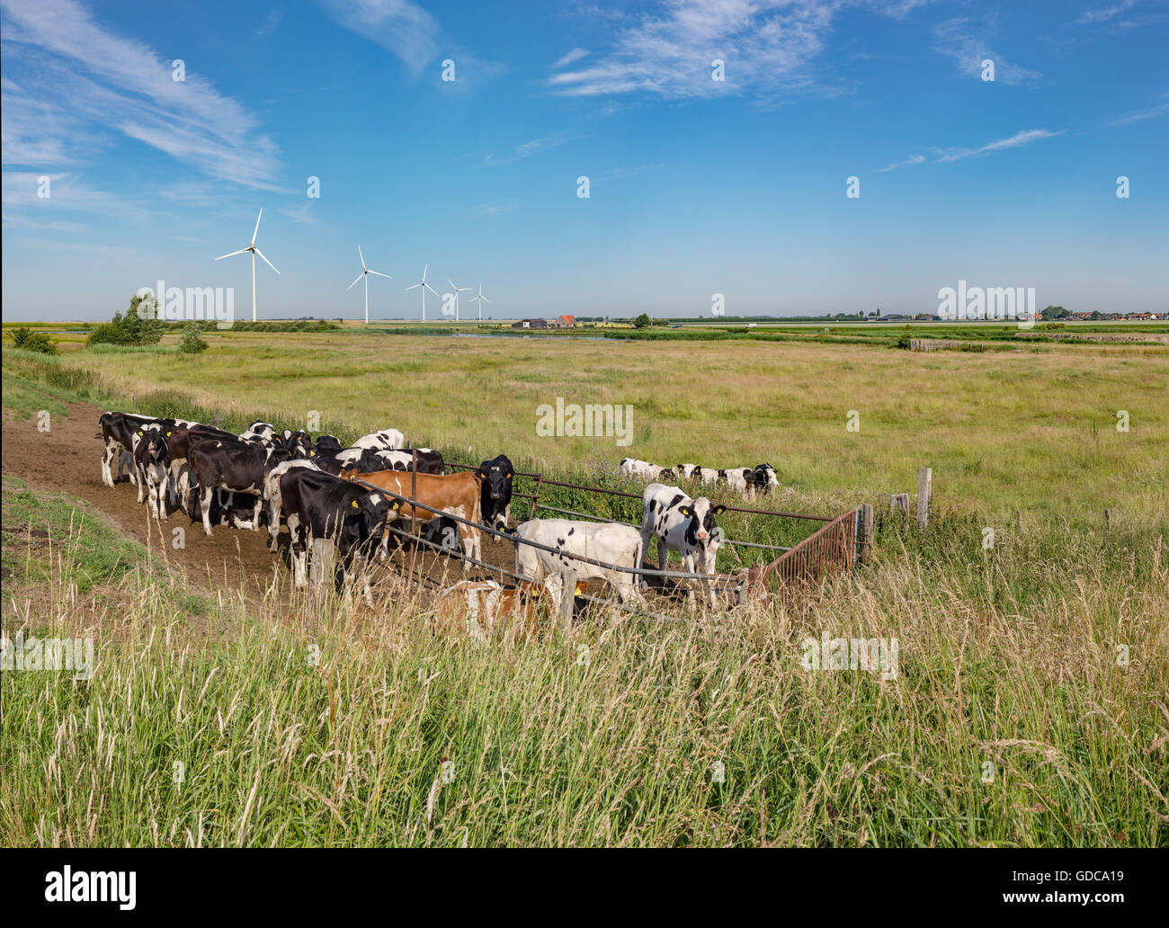 Anna Jacobapolder,Zeeland,le vacche in un campo con le turbine eoliche Foto Stock