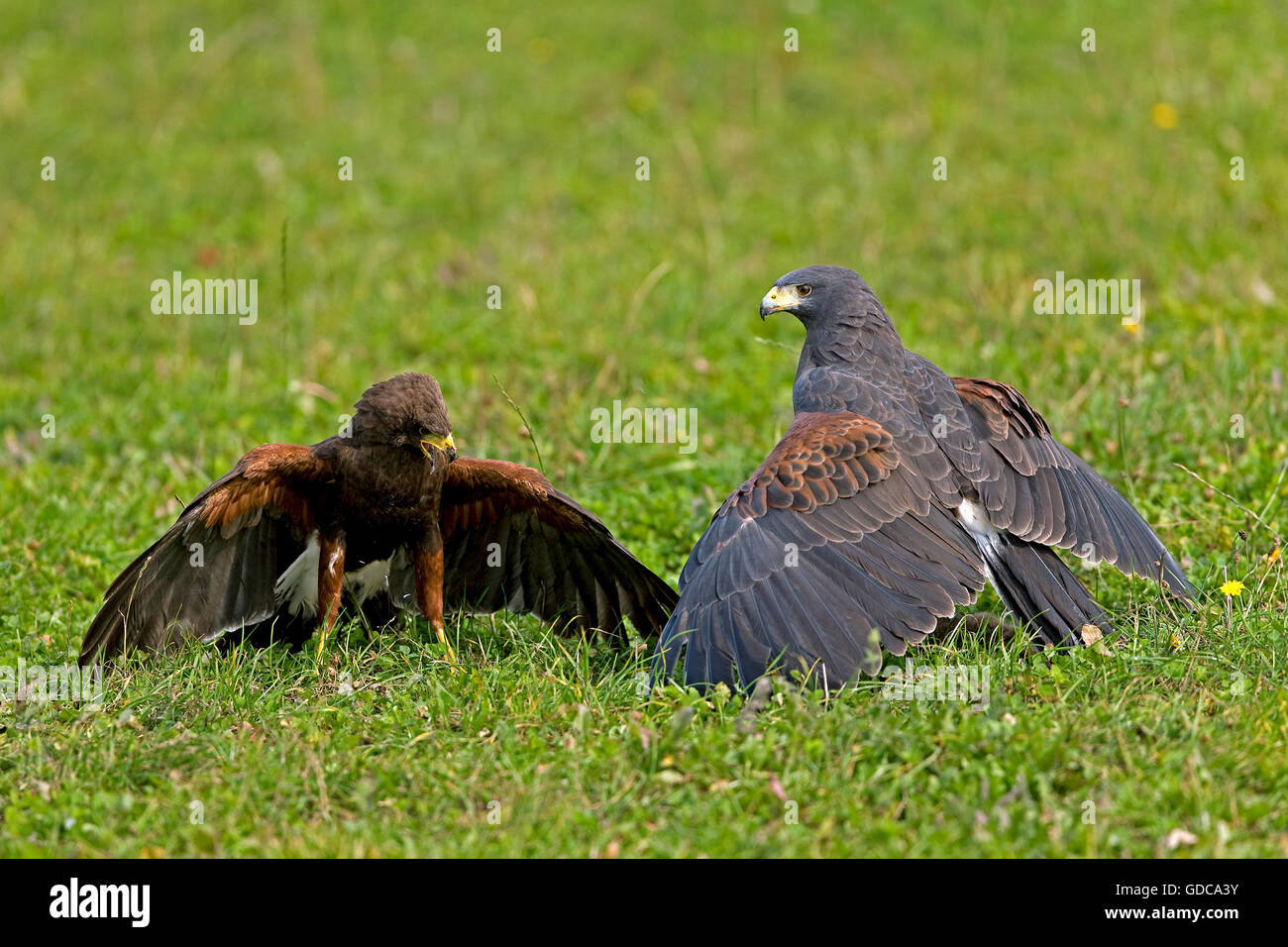 Falco di HARRIS parabuteo unicinctus, adulti lottano per la preda Foto Stock