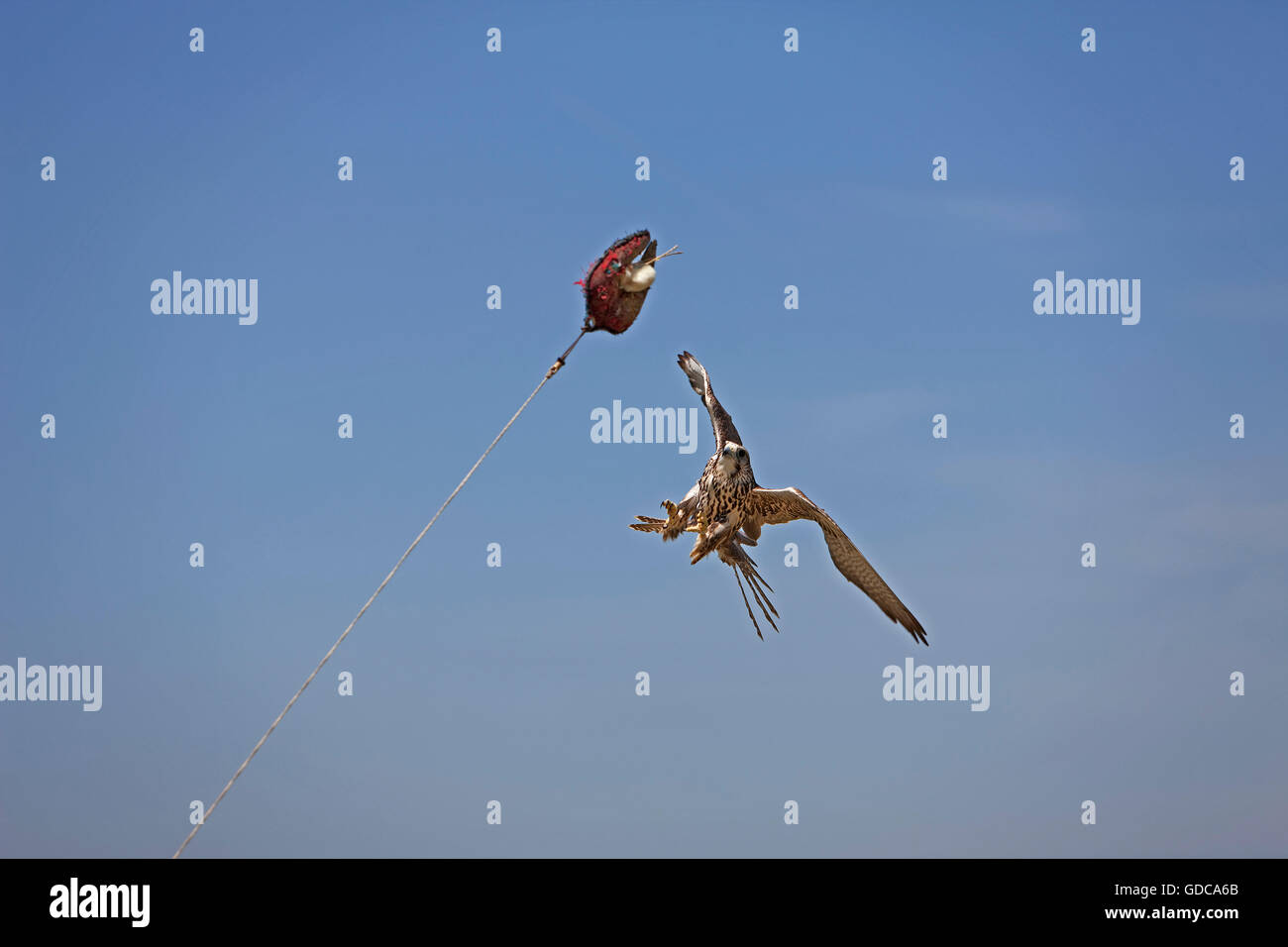 SAKER FALCON falco cherrug, adulti in volo la cattura di esca Foto Stock