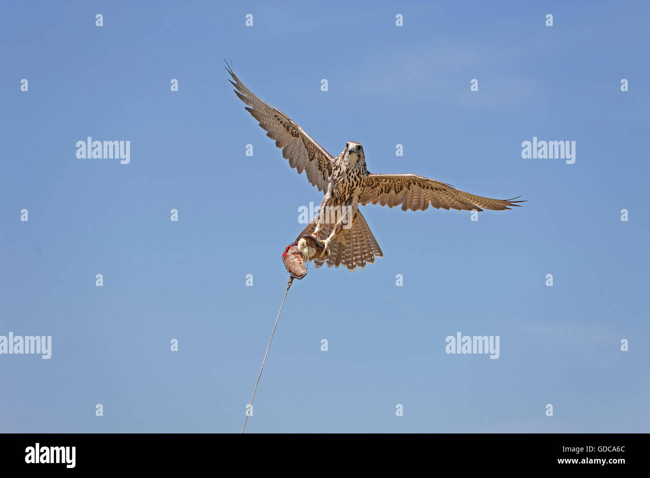 Saker Falcon, falco cherrug, adulti in volo la cattura di un'esca, Hawking Foto Stock