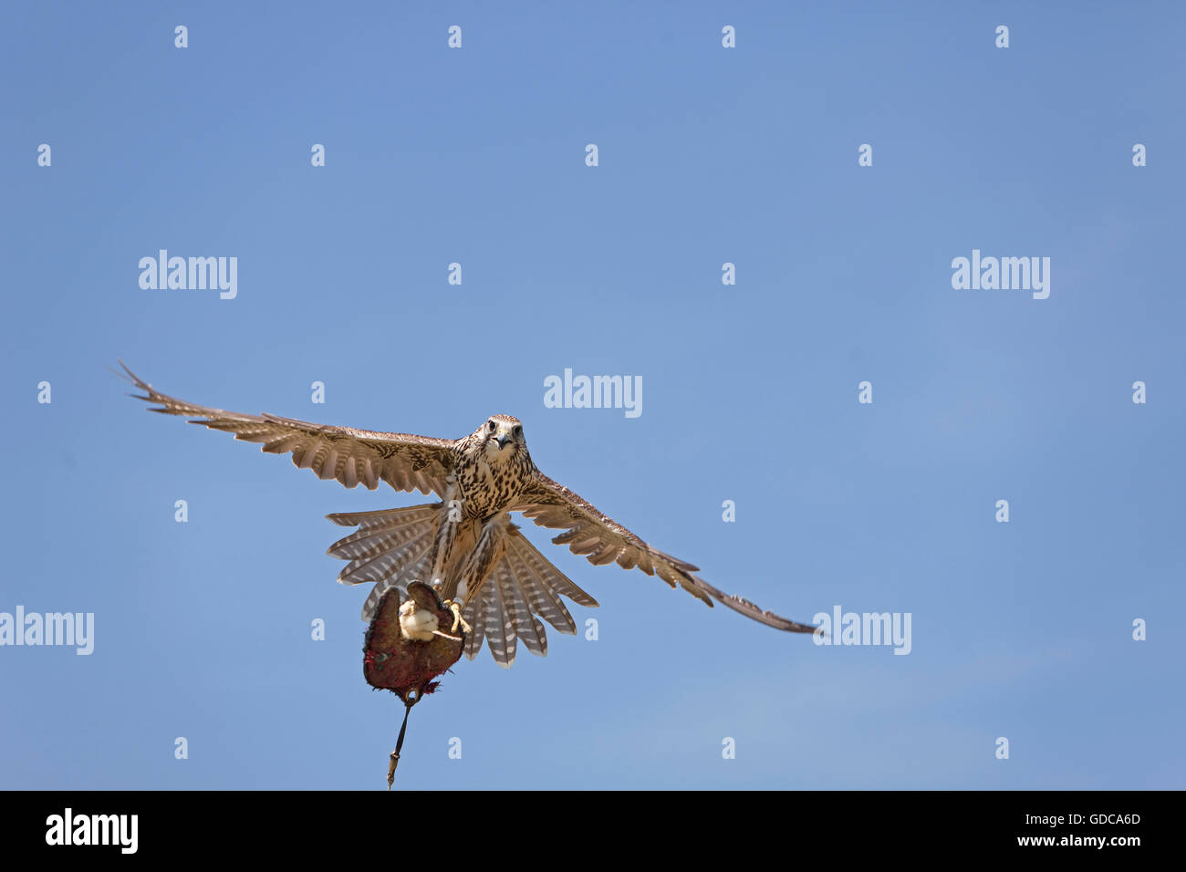 Saker Falcon, falco cherrug, adulti in volo, la cattura di esca da Falconer Foto Stock