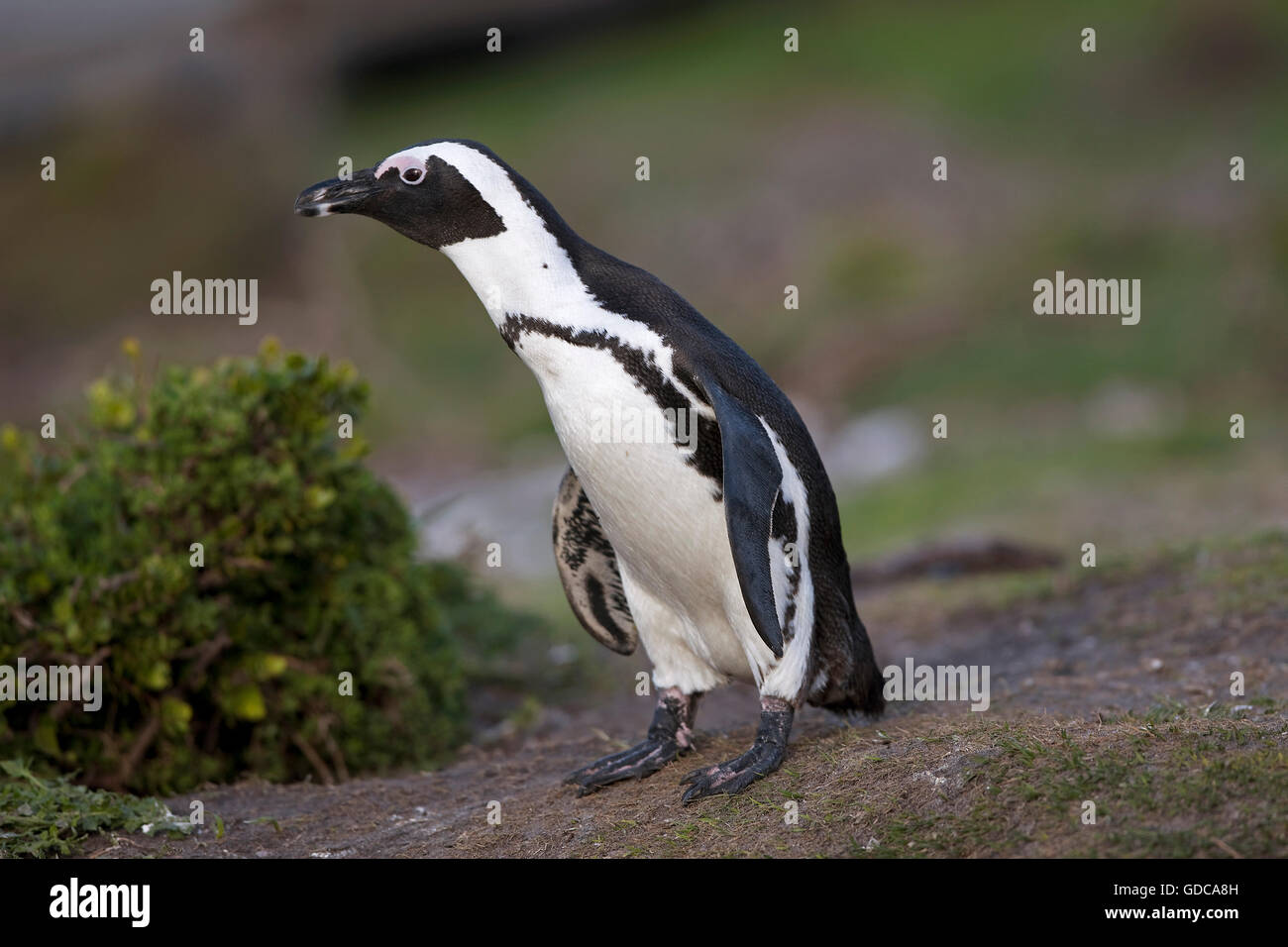 Jackass Penguin o africano Penguin, Spheniscus demersus, adulto, Betty's Bay in Sud Africa Foto Stock