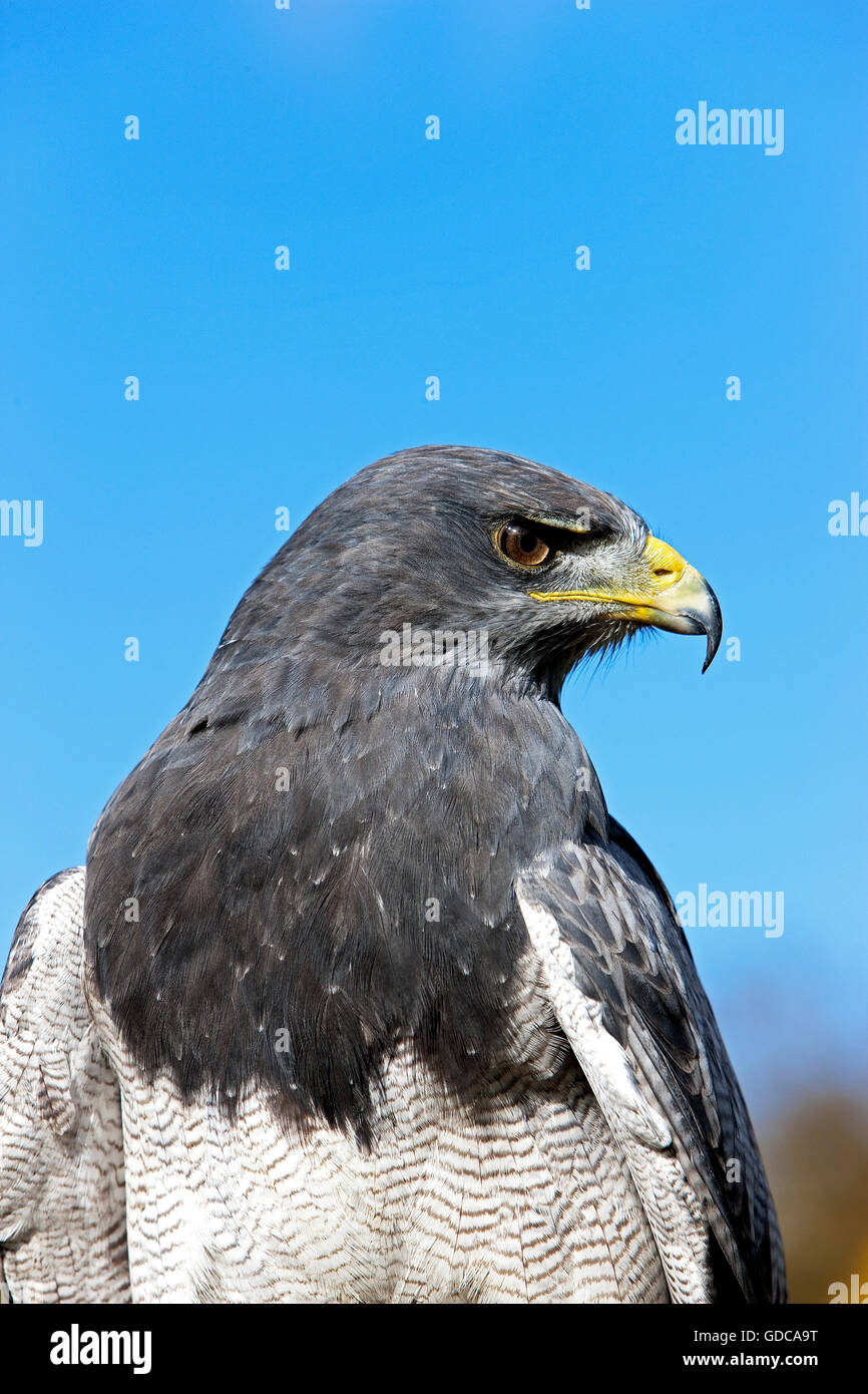 Nero-chested poiana-EAGLE geranoaetus melanoleucus, adulti Foto Stock