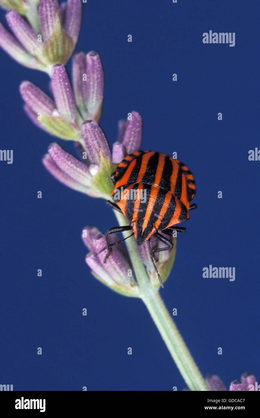 Spelato bug di protezione, graphosoma lineatum, adulto in fiore Foto Stock