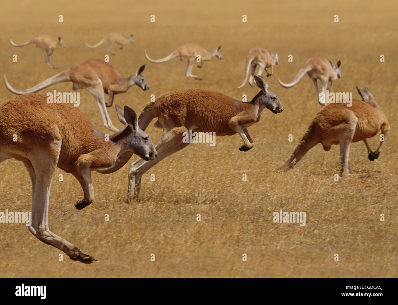 Canguro rosso, macropus rufus, gruppo in esecuzione Foto Stock