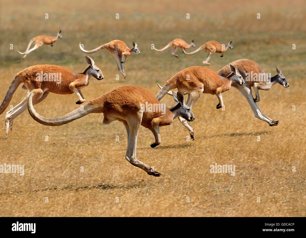 Canguro rosso, macropus rufus, Australia, gruppo in esecuzione Foto Stock