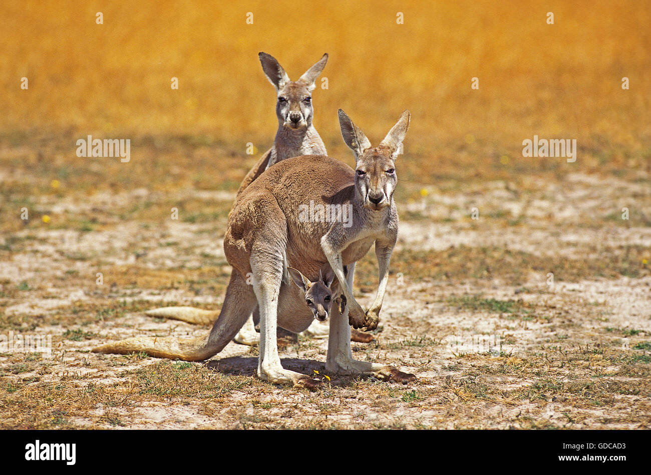 Canguro rosso, macropus rufus, femmina con Joey nella sacca, Australia Foto Stock