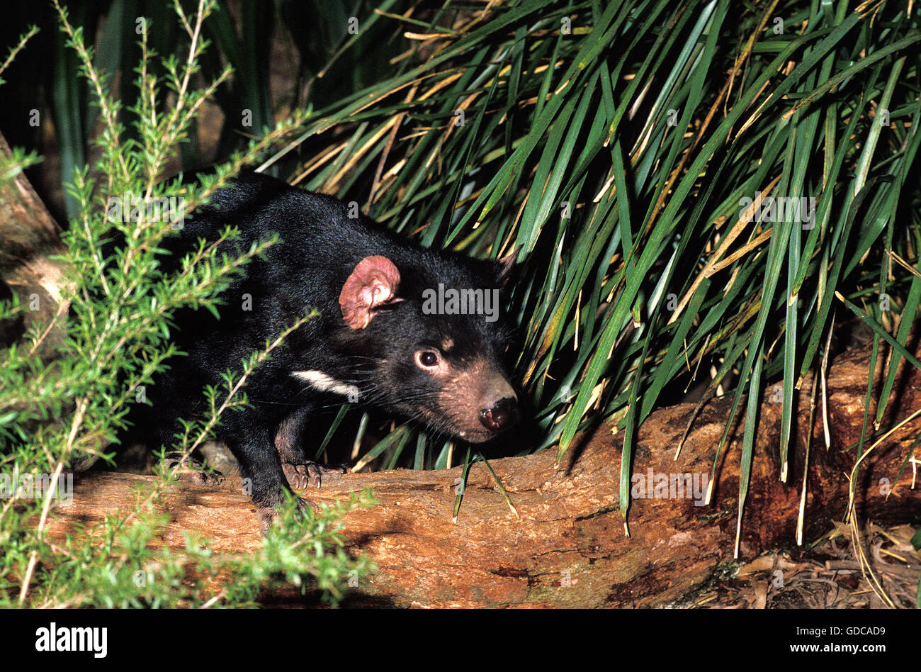 Diavolo della Tasmania sarcophilus harrisi, adulto, AUSTRALIA Foto Stock