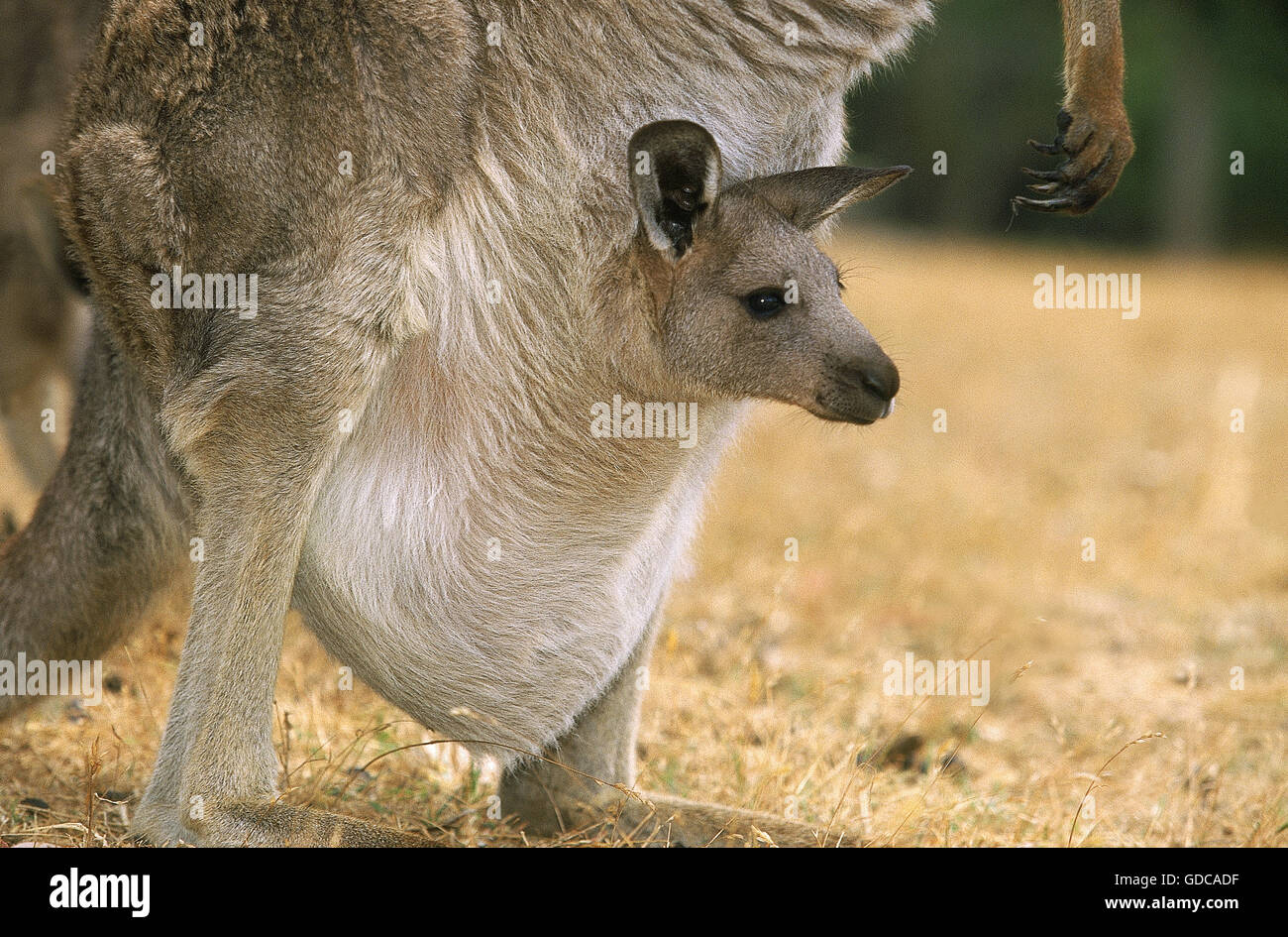 Grigio orientale KANGAROO macropus giganteus, femmina con Joey nella sacca, AUSTRALIA Foto Stock