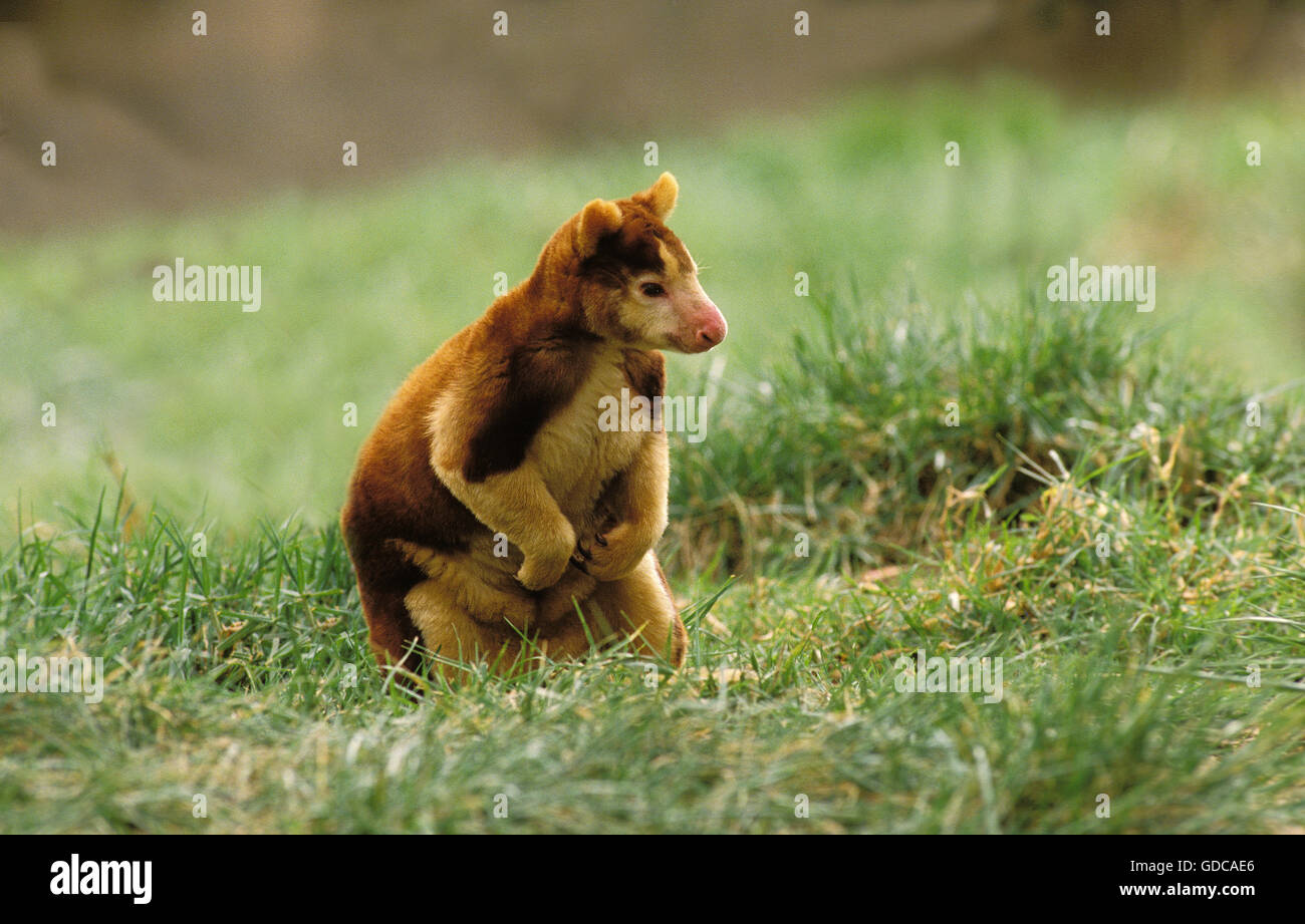 Matschie's Tree Kangaroo, dendrolagus matschiei, adulti sull'erba Foto Stock