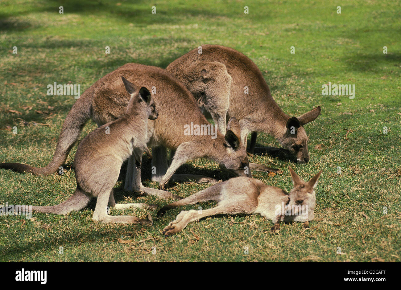 Grigio orientale canguro, macropus giganteus, femmine con Youngs, Australia Foto Stock