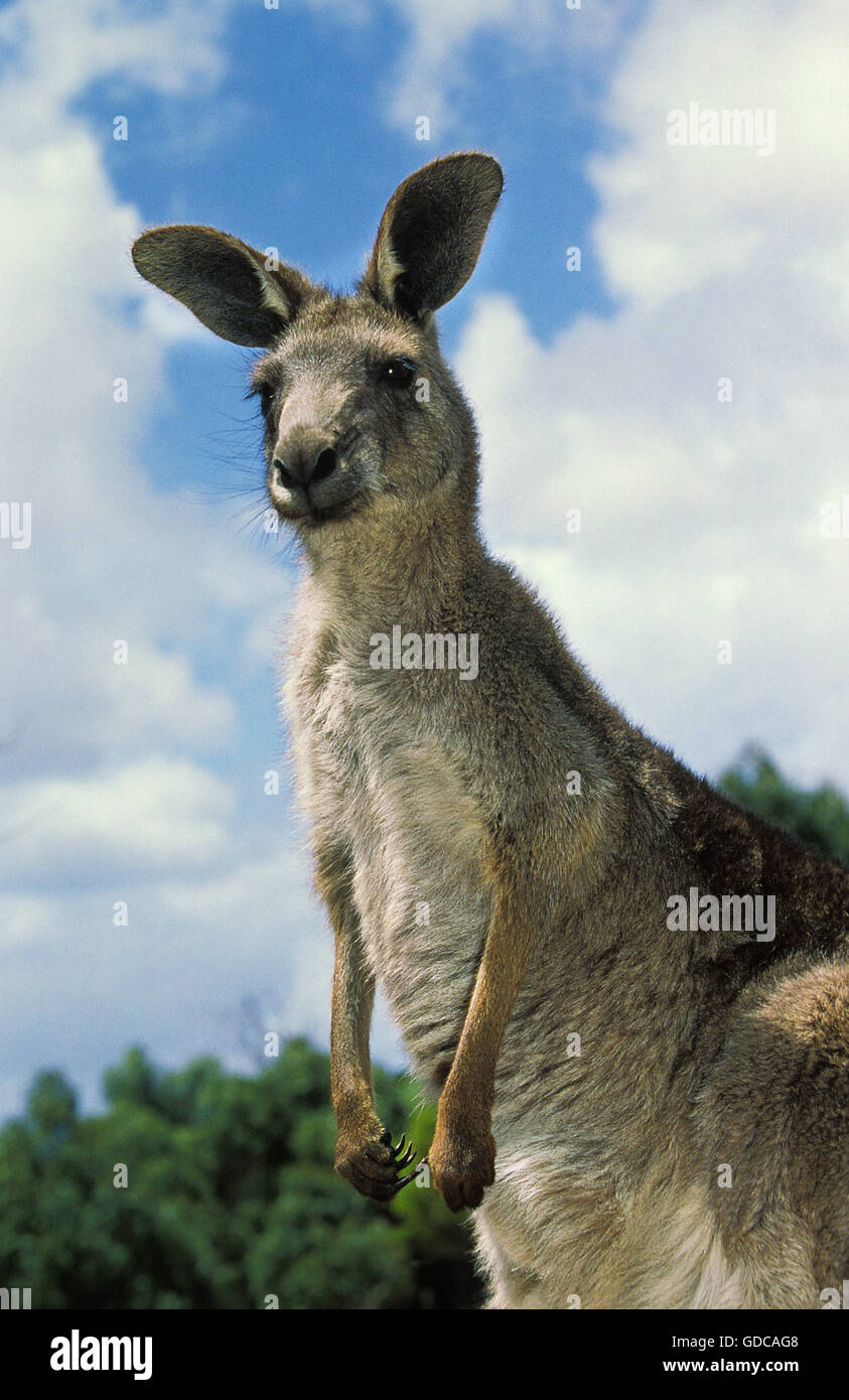 Grigio orientale canguro, macropus giganteus, adulto, Australia Foto Stock