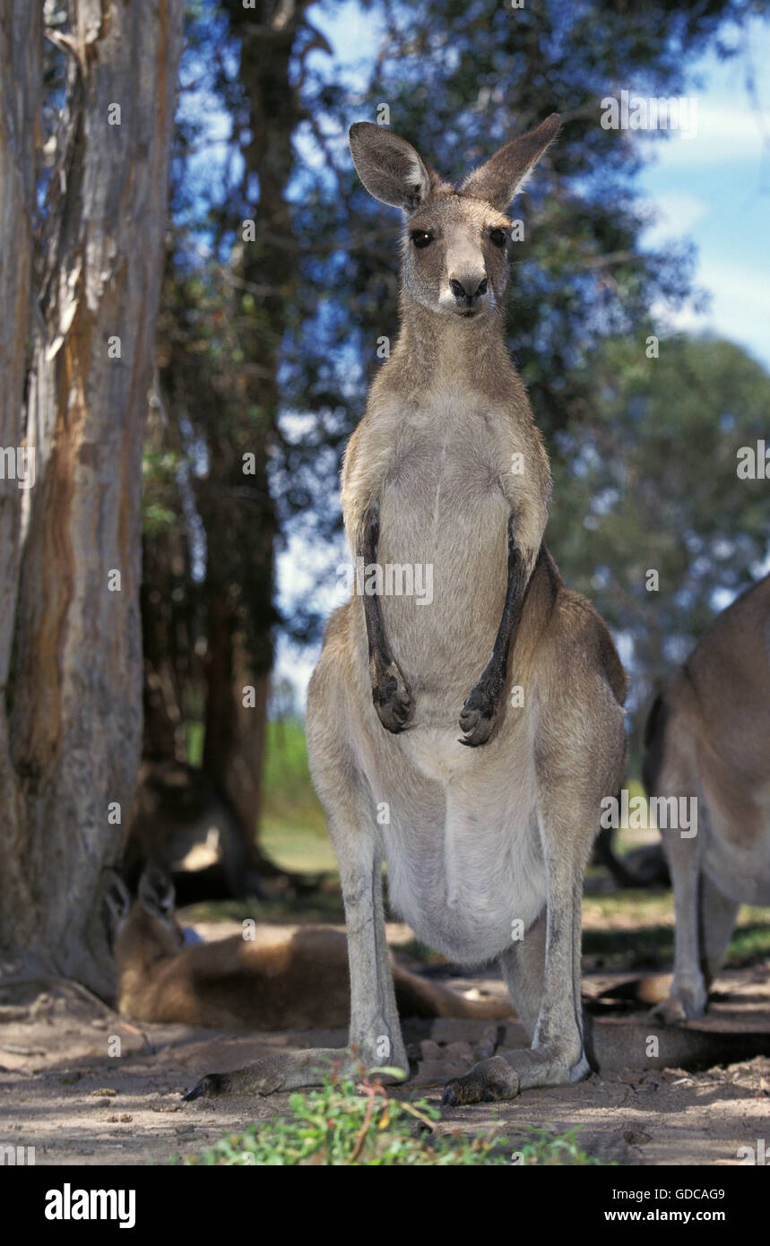 Grigio orientale canguro, macropus giganteus, adulti, Australia Foto Stock