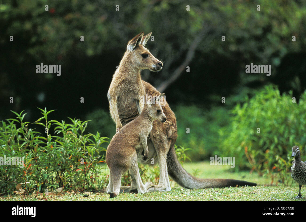 Grigio orientale canguro, macropus giganteus, Madre con Joey, Australia Foto Stock