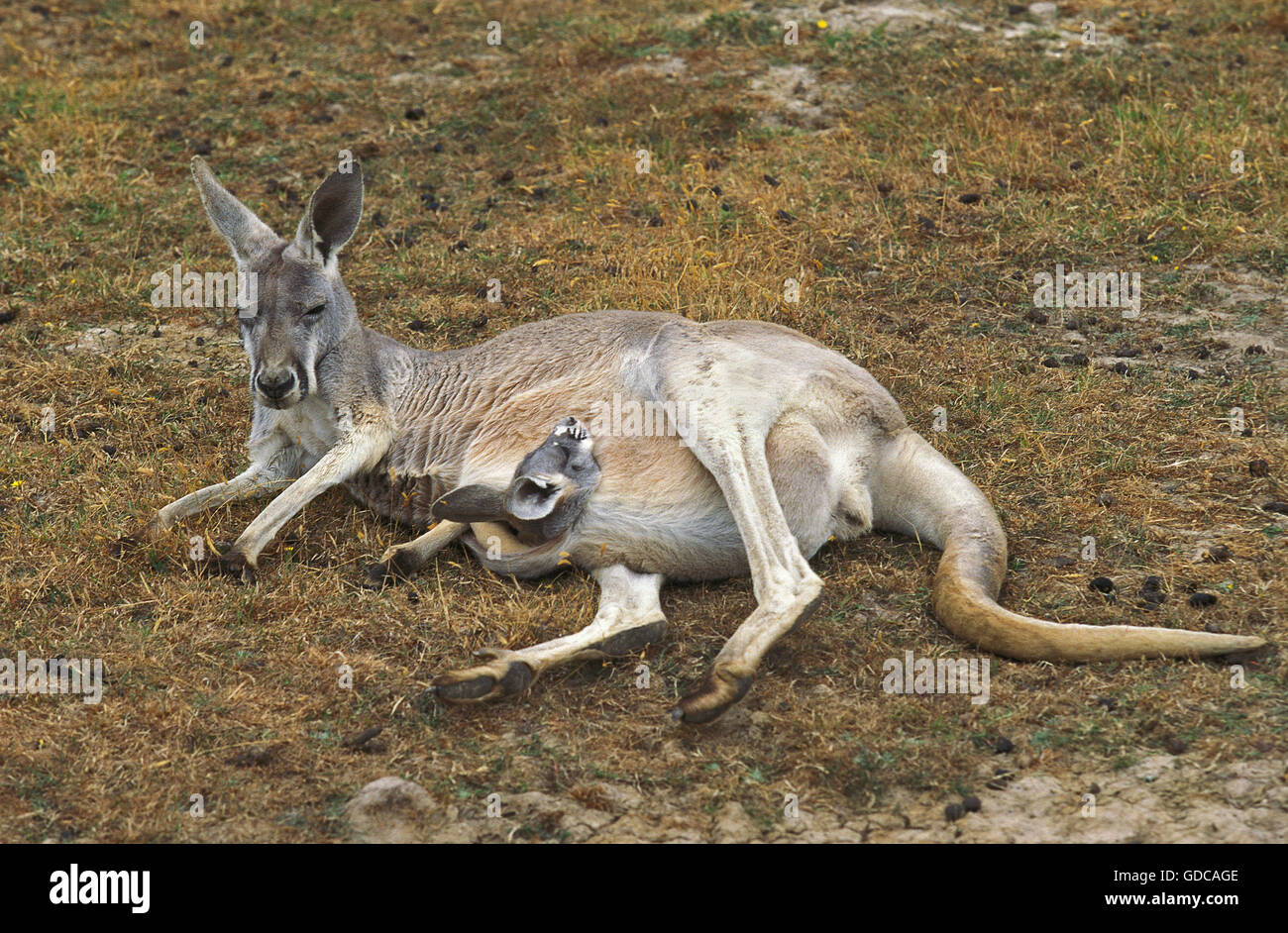 Canguro rosso, macropus rufus, Femmina posa su erba secca con testa di Joey emergente dalla sacca, Australia Foto Stock