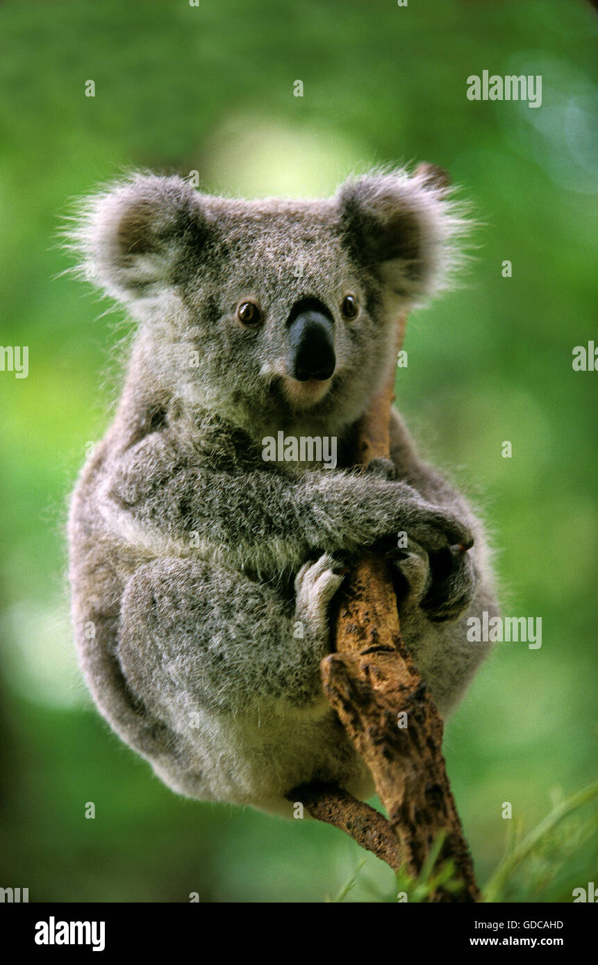 Il Koala phascolarctos cinereus, femmina Foto Stock