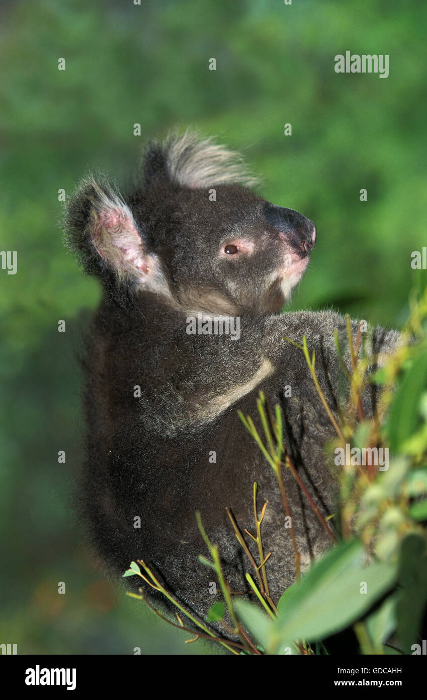 Il Koala, phascolarctos cinereus, Adulti Foto Stock
