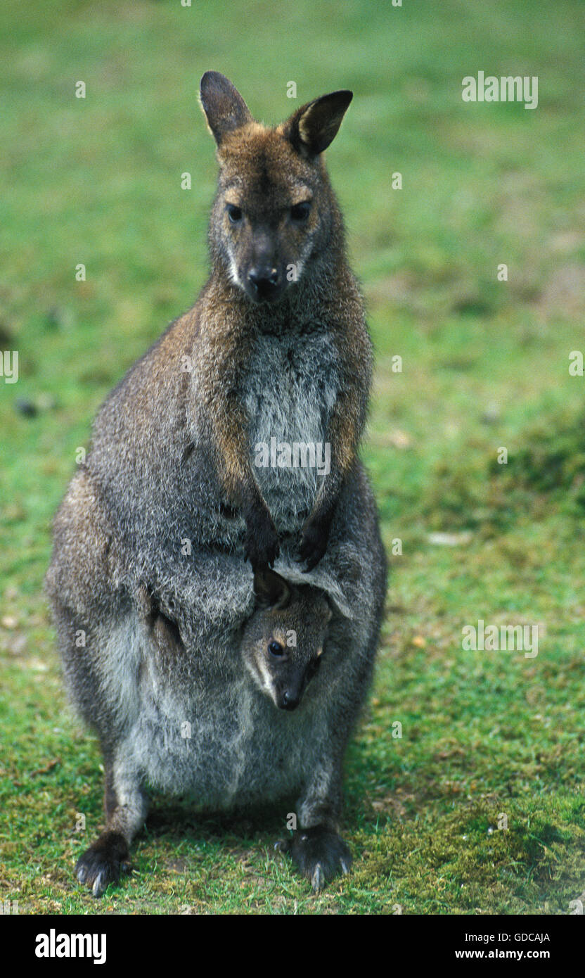 Il Bennett's Wallaby, macropus rufogriseus, Madre con Joey in una custodia Foto Stock