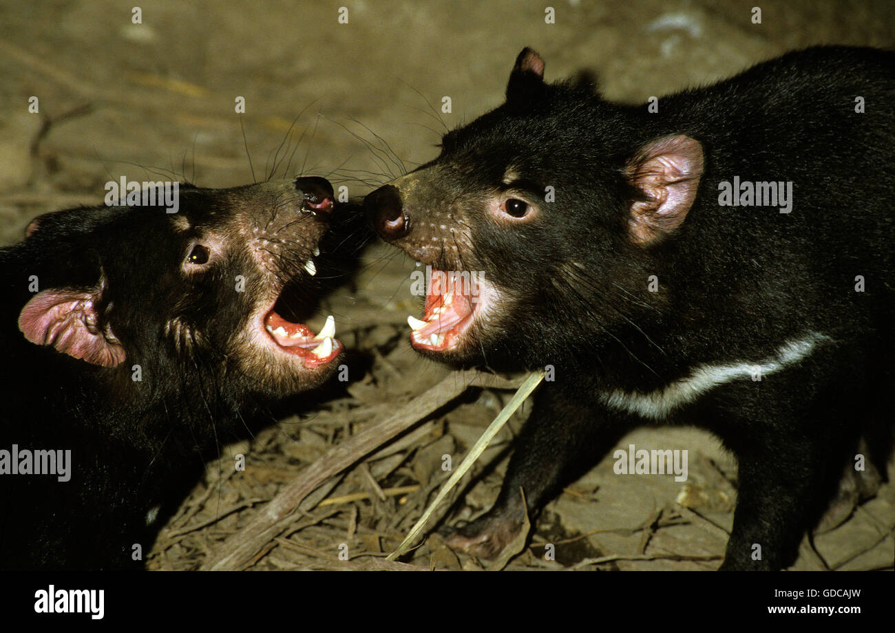 Diavolo della Tasmania sarcophilus harrisi, adulti combattimenti, AUSTRALIA Foto Stock