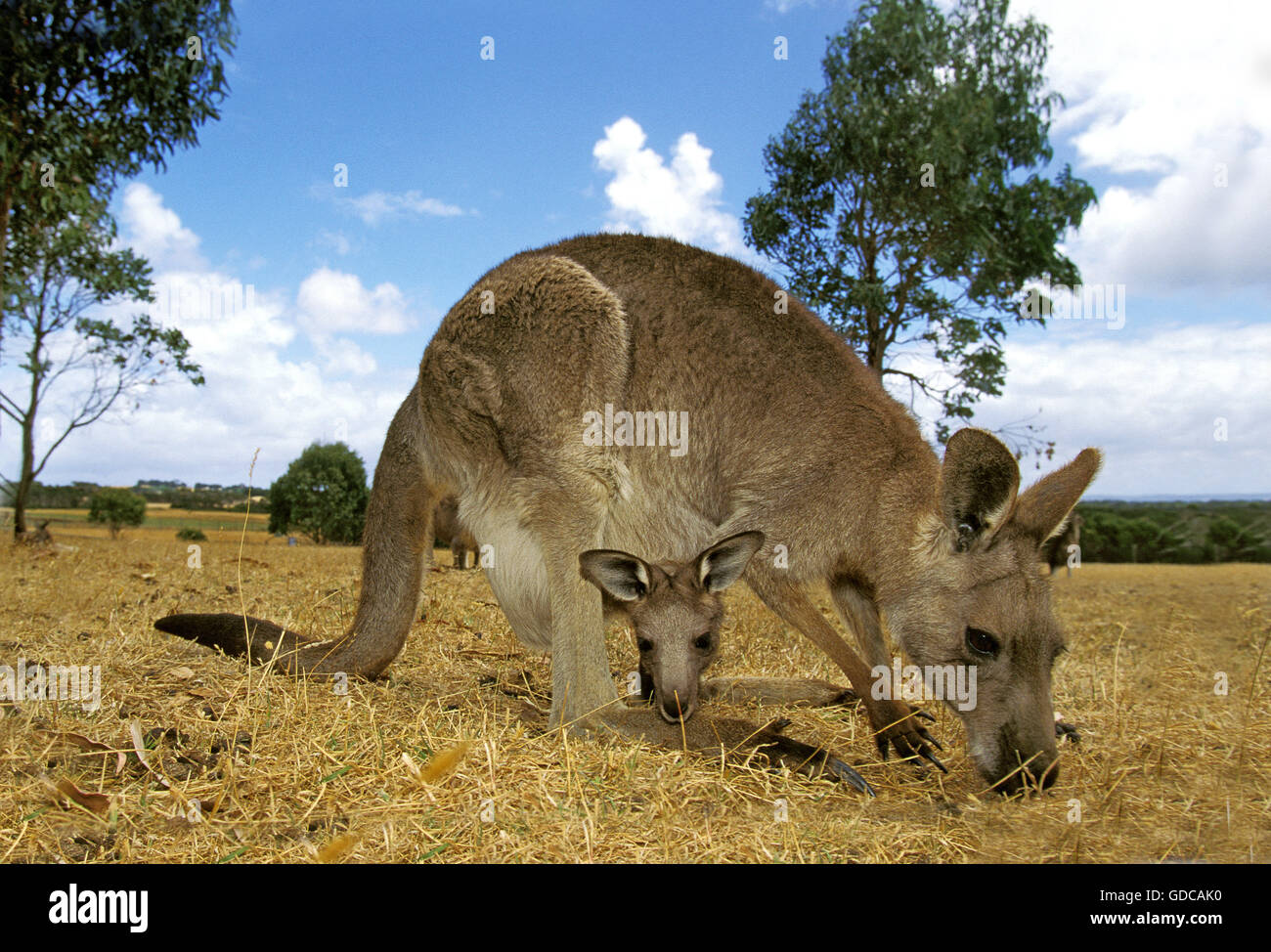 Grigio orientale canguro, macropus giganteus, femmina con i giovani nella sacca, Australia Foto Stock