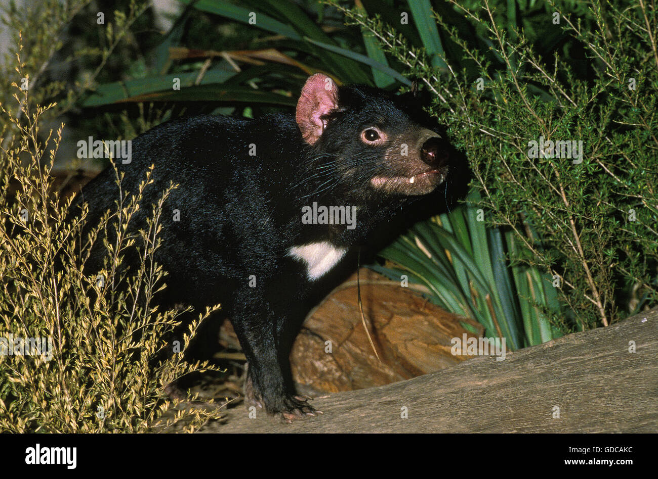 Diavolo della Tasmania sarcophilus harrisi, AUSTRALIA Foto Stock