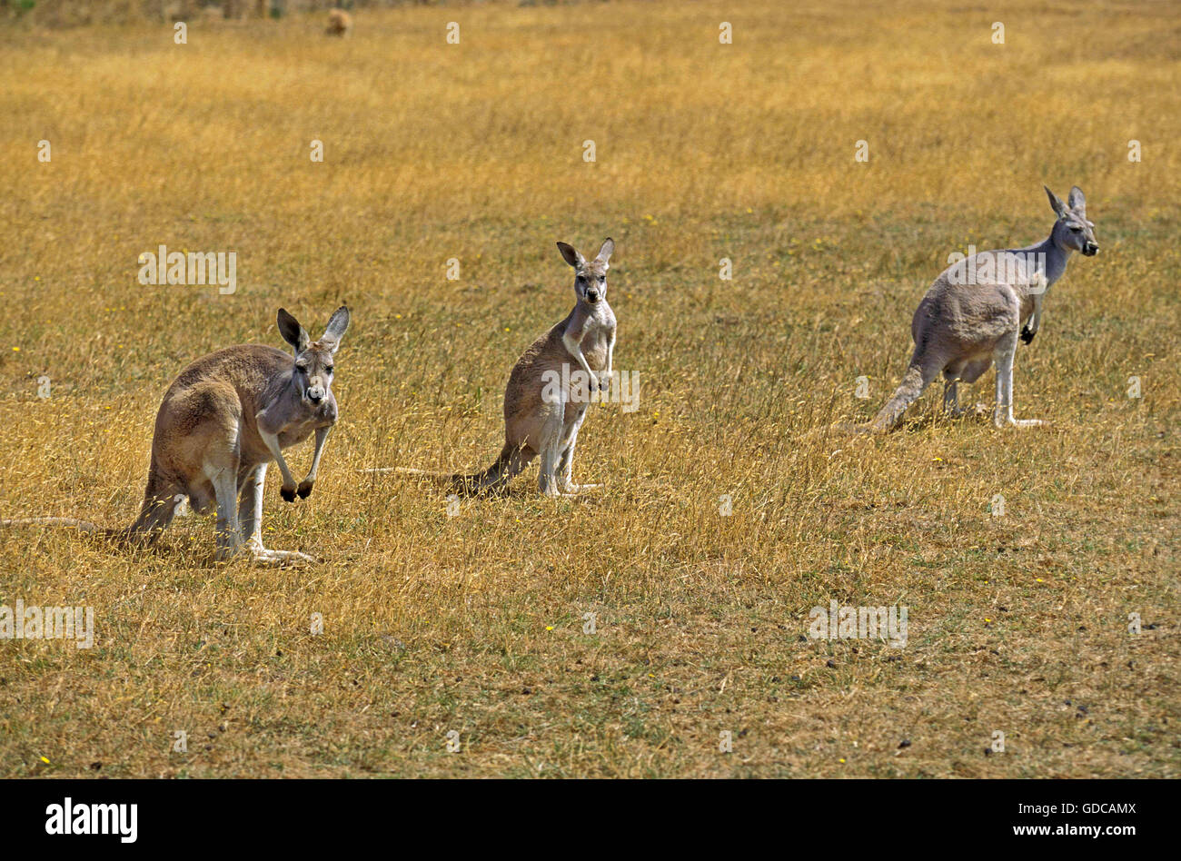 Canguro rosso, macropus rufus, adulti, Australia Foto Stock