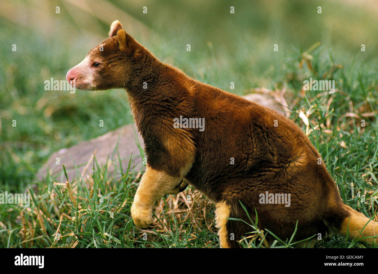 Matschie's tree Kangaroo, dendrolagus matschiei, adulti sull'erba Foto Stock