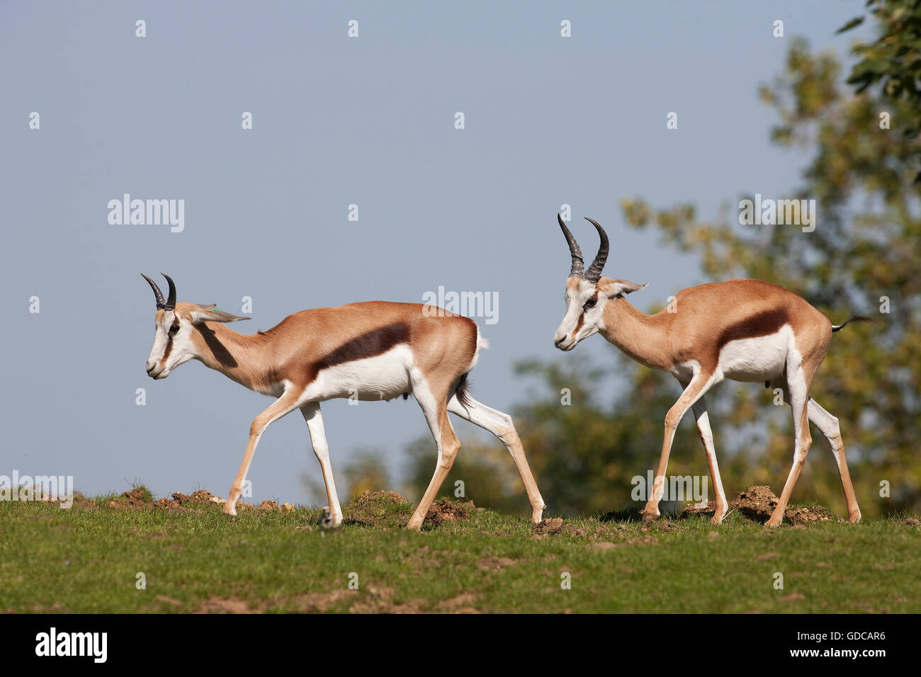 Springok, Antidorcas marsupialis, Adulti Foto Stock