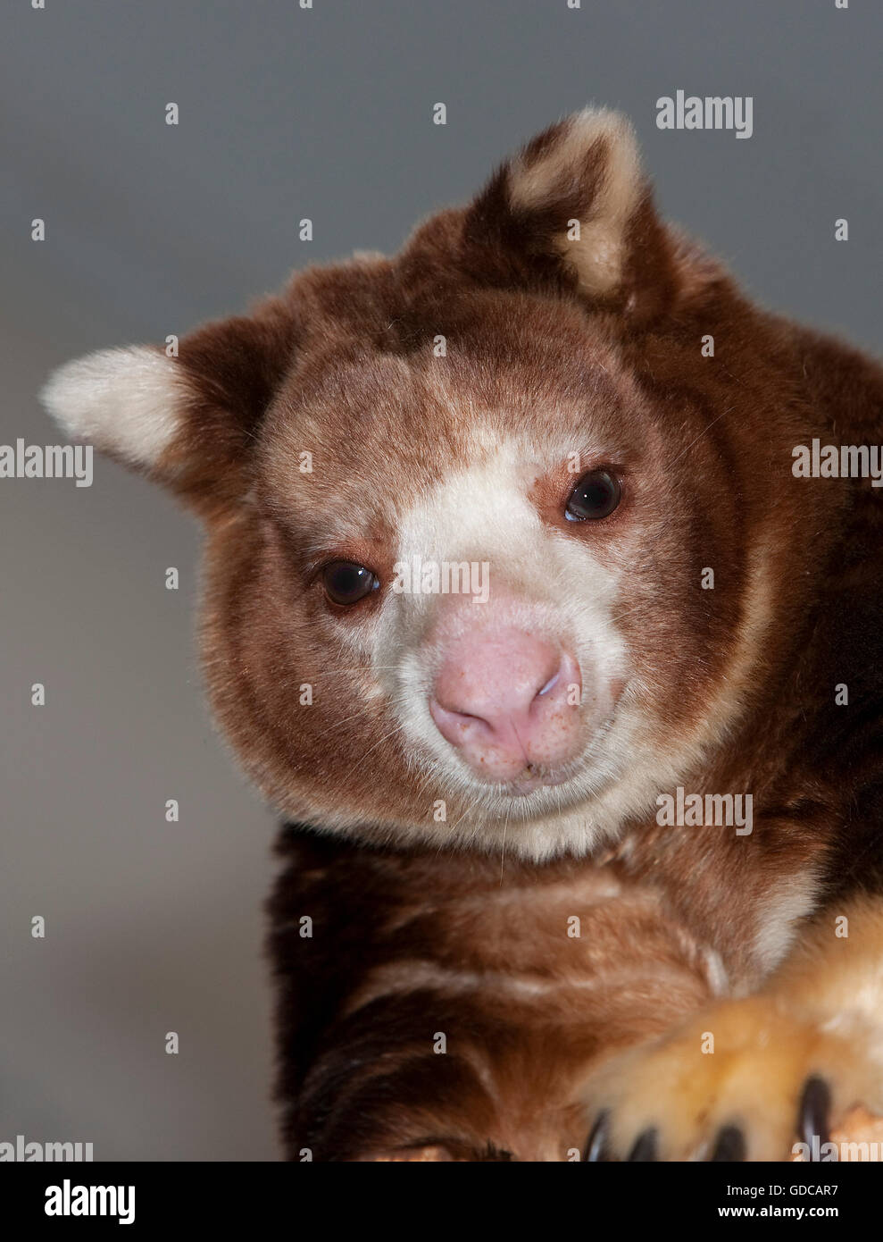 Matschie's Tree Kangaroo, dendrolagus matschiei, Ritratto di adulto Foto Stock