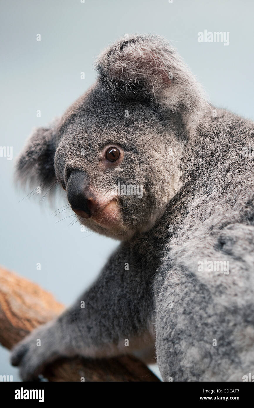 Il Koala, phascolarctos cinereus, Adulti Foto Stock