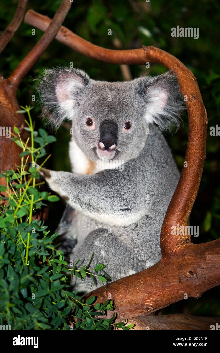 Il Koala phascolarctos cinereus, maschio Foto Stock