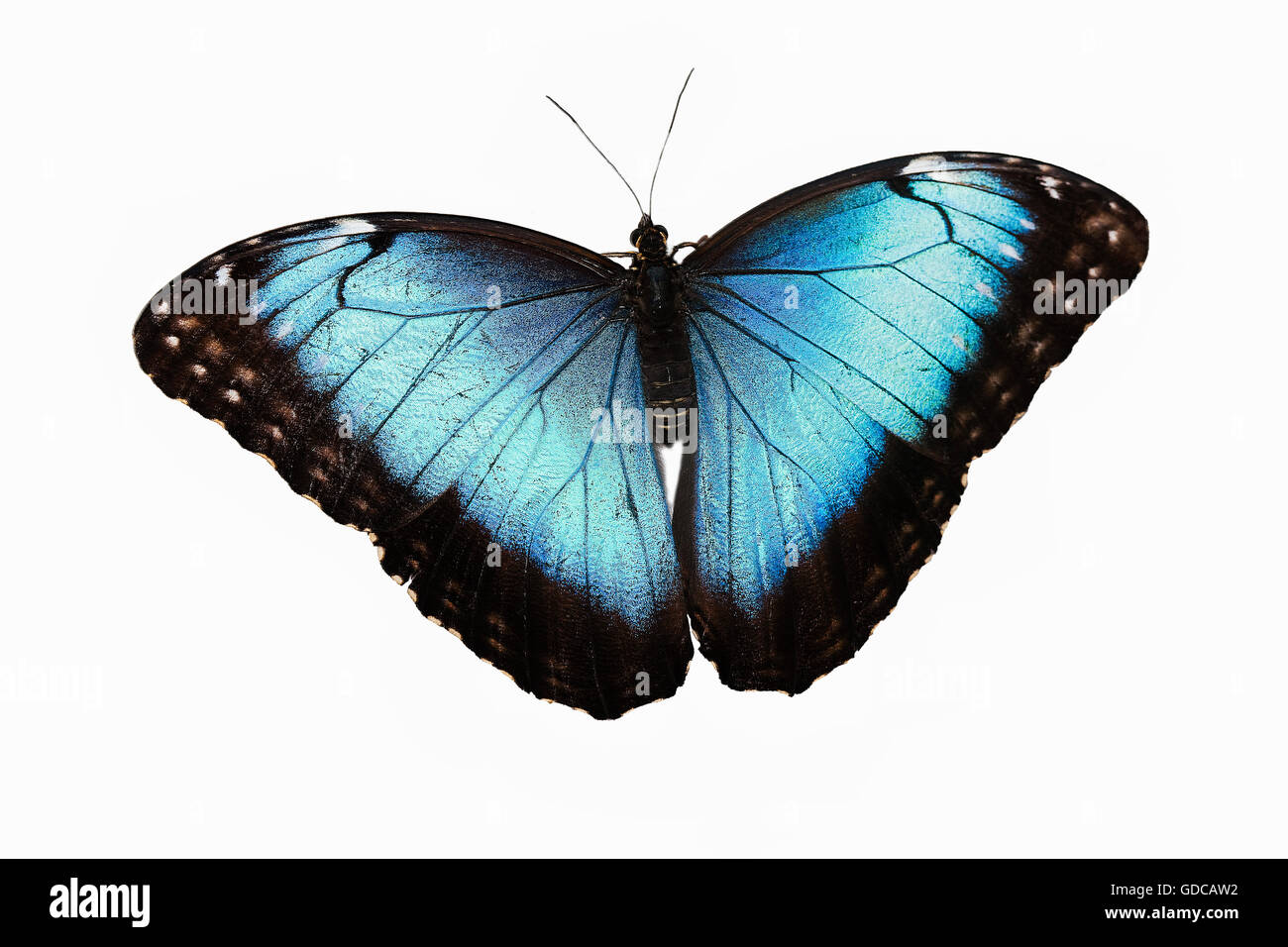 Blue Morpho, morpho peleides, Butterfly con ali aperte contro uno sfondo bianco Foto Stock
