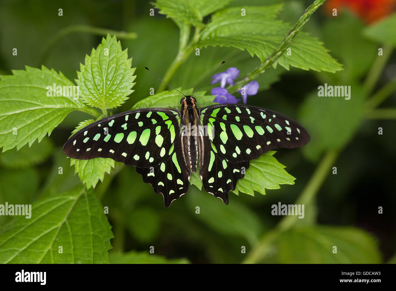 Tailed-Jay Butterfly, graphium Agamennone, adulti sulla lamina Foto Stock