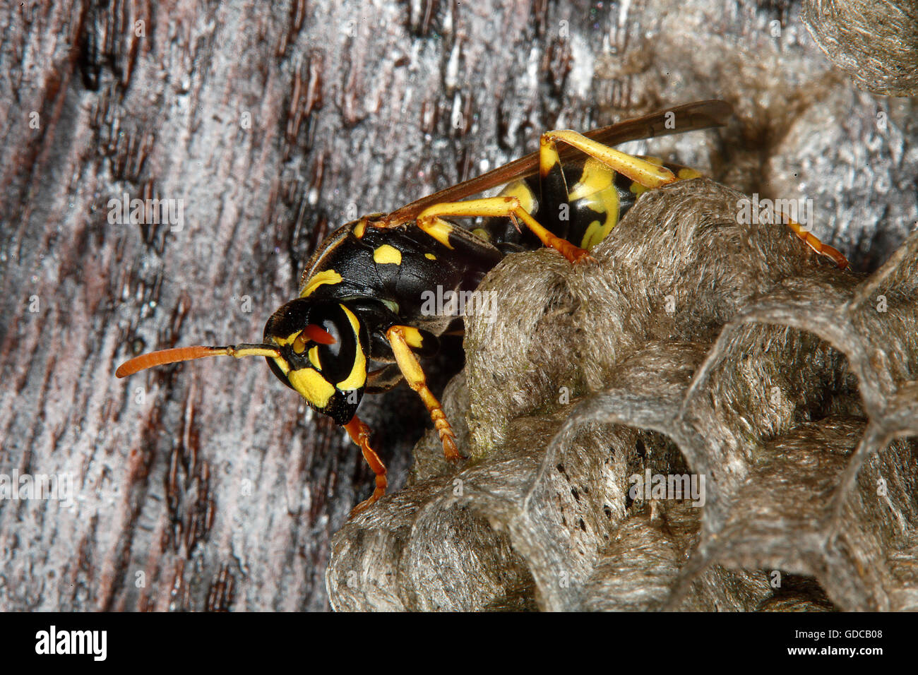 Wasp comune, vespula vulgaris, adulto sul Nido, Normandia Foto Stock