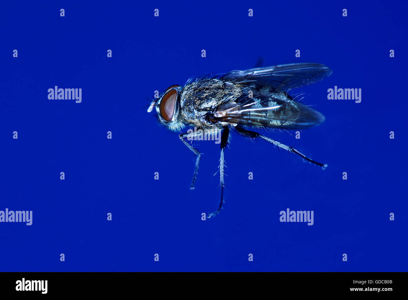 Housefly, Musca domestica, Normandia Foto Stock