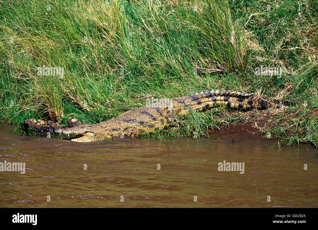 Coccodrillo DEL NILO Crocodylus niloticus, adulti entrando in fiume, MASAI MARA PARK IN KENYA Foto Stock
