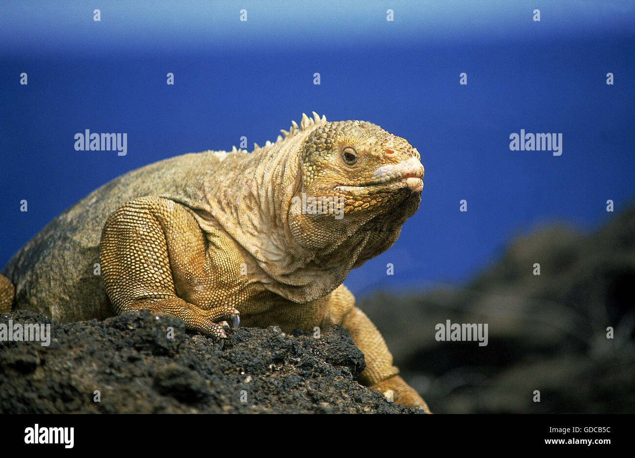 Terra Galapagos Iguana, conolophus subcristatus, Adulti su roccia Foto Stock