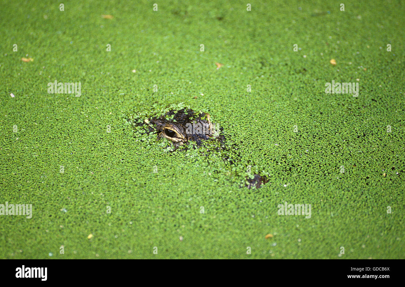 American Alligator alligator mississipiensis, testa camuffato sotto Duckweeds Foto Stock