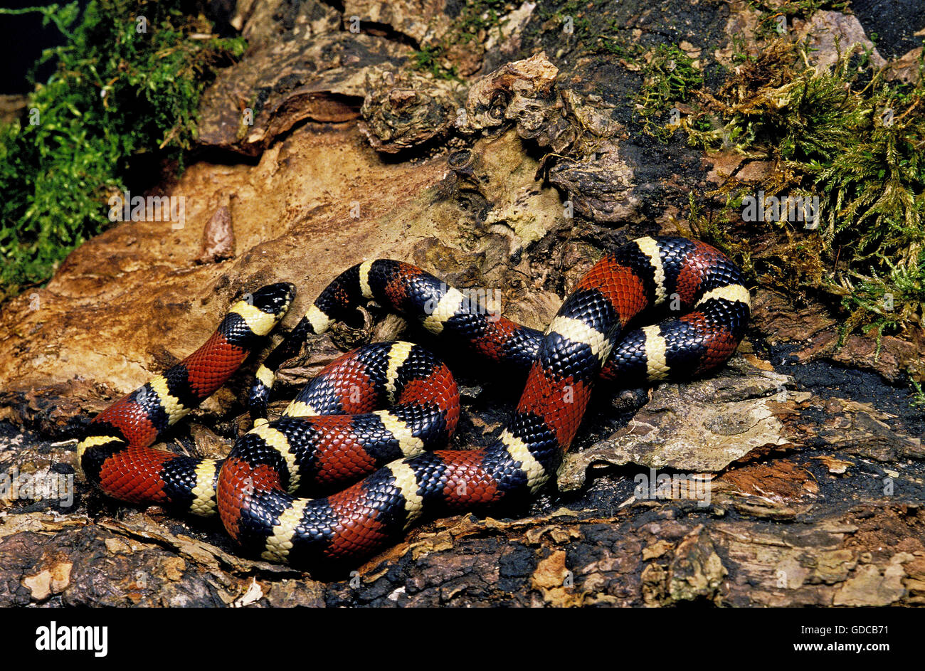 Milksnake messicano, lampropeltis triangulum annulata, adulti sul moncone Foto Stock