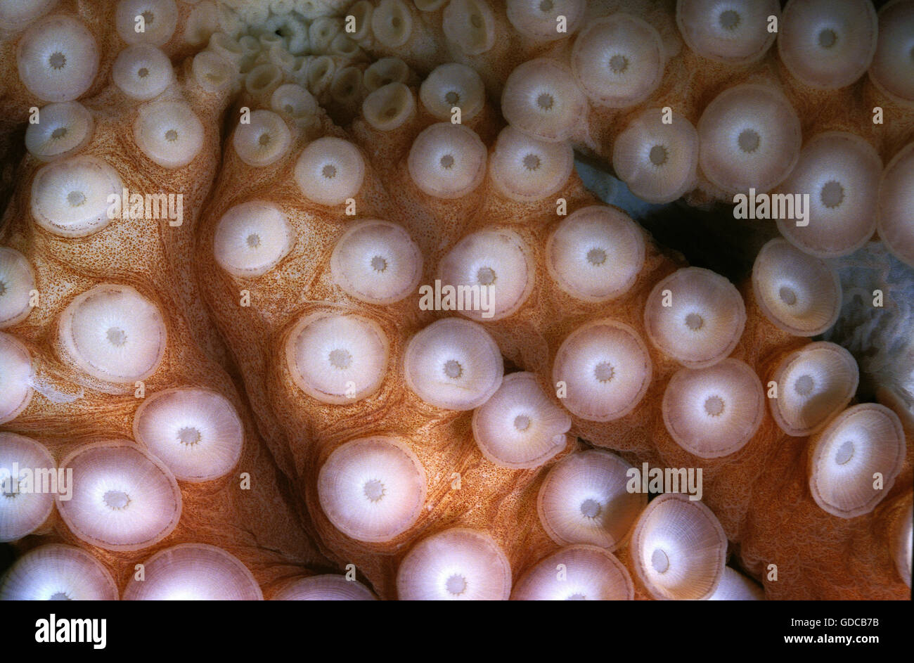 OCTOPUS octopus cyanea, tentacoli che mostra ventose Foto Stock