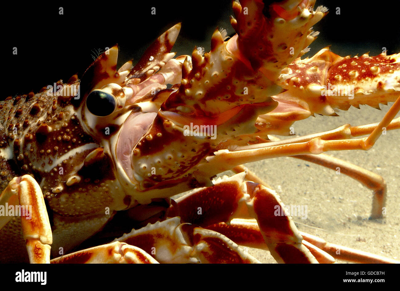 ROCK LOBSTER Palinurus vulgaris, testa di close-up mostra OCCHIO E ANTENNA Foto Stock