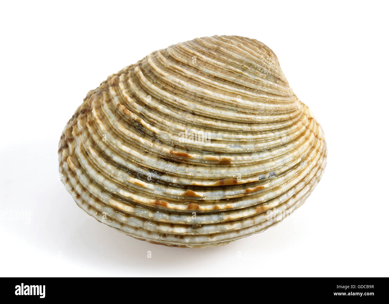 Vongola, Venus verrucosa, Shell contro uno sfondo bianco Foto Stock